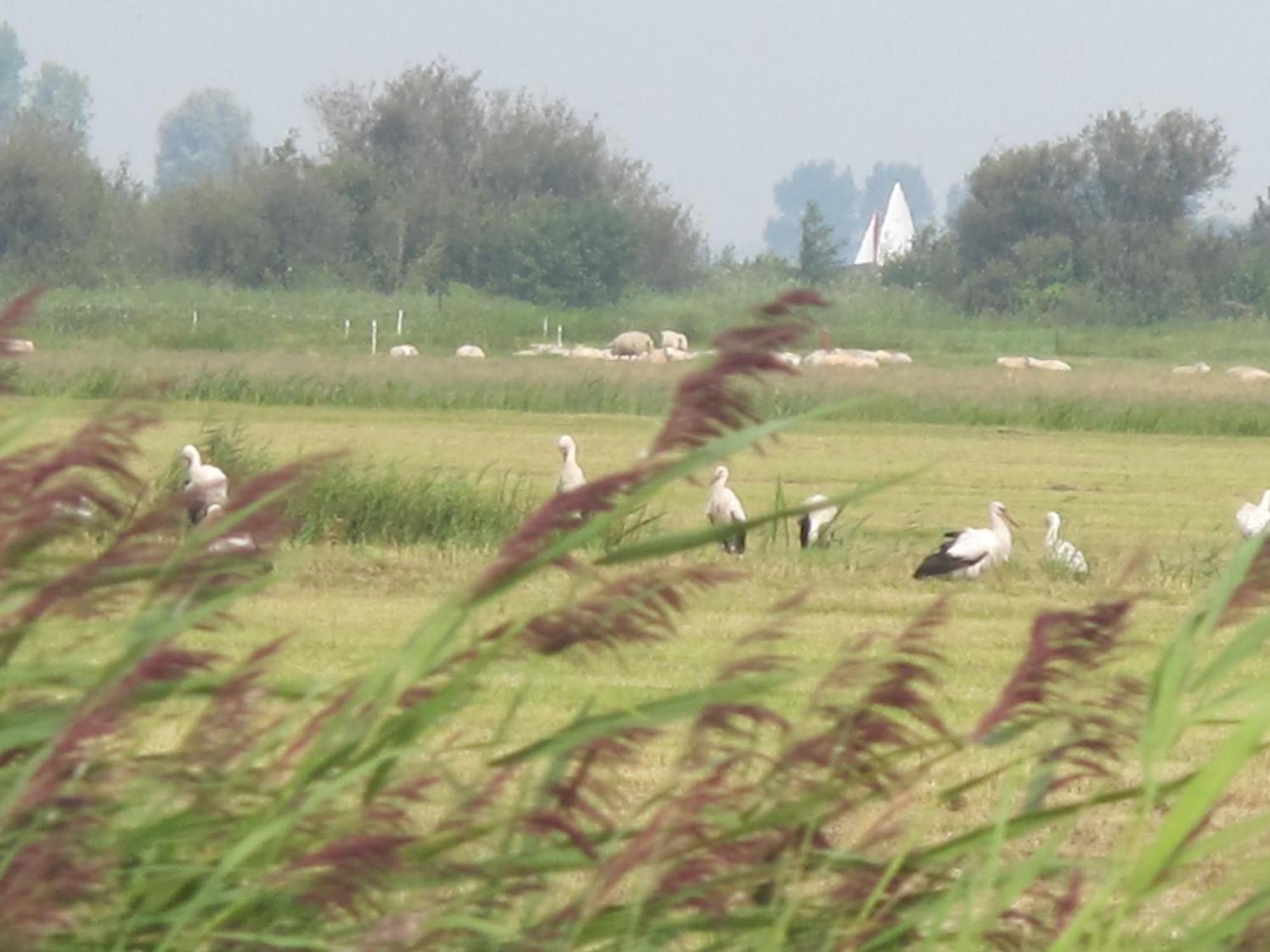 De Thuiskamer In Grou Als B&B Of Vakantiehuis Exteriör bild
